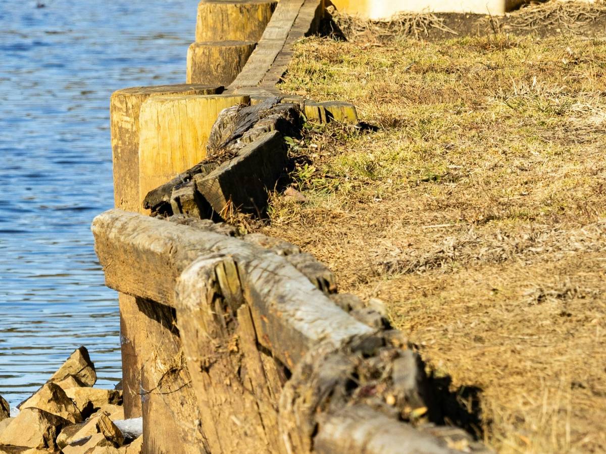 Aging wood bulkhead with a rotted, split cap and leaning boards along a lawn at the water's edge