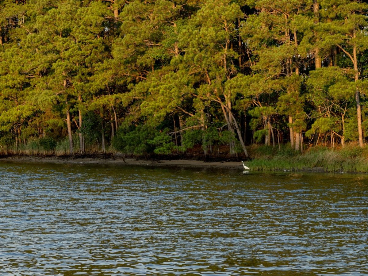 Tidal marsh with pine trees along the shoreline and an egret wading in shallow water