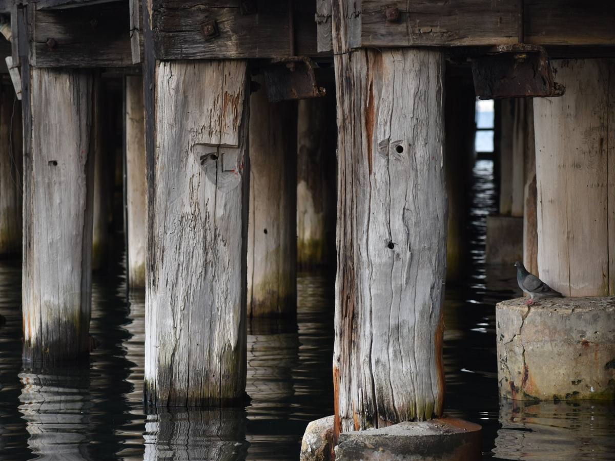 Weathered wooden pier pilings with rusted brackets and a cracked concrete footing above the water