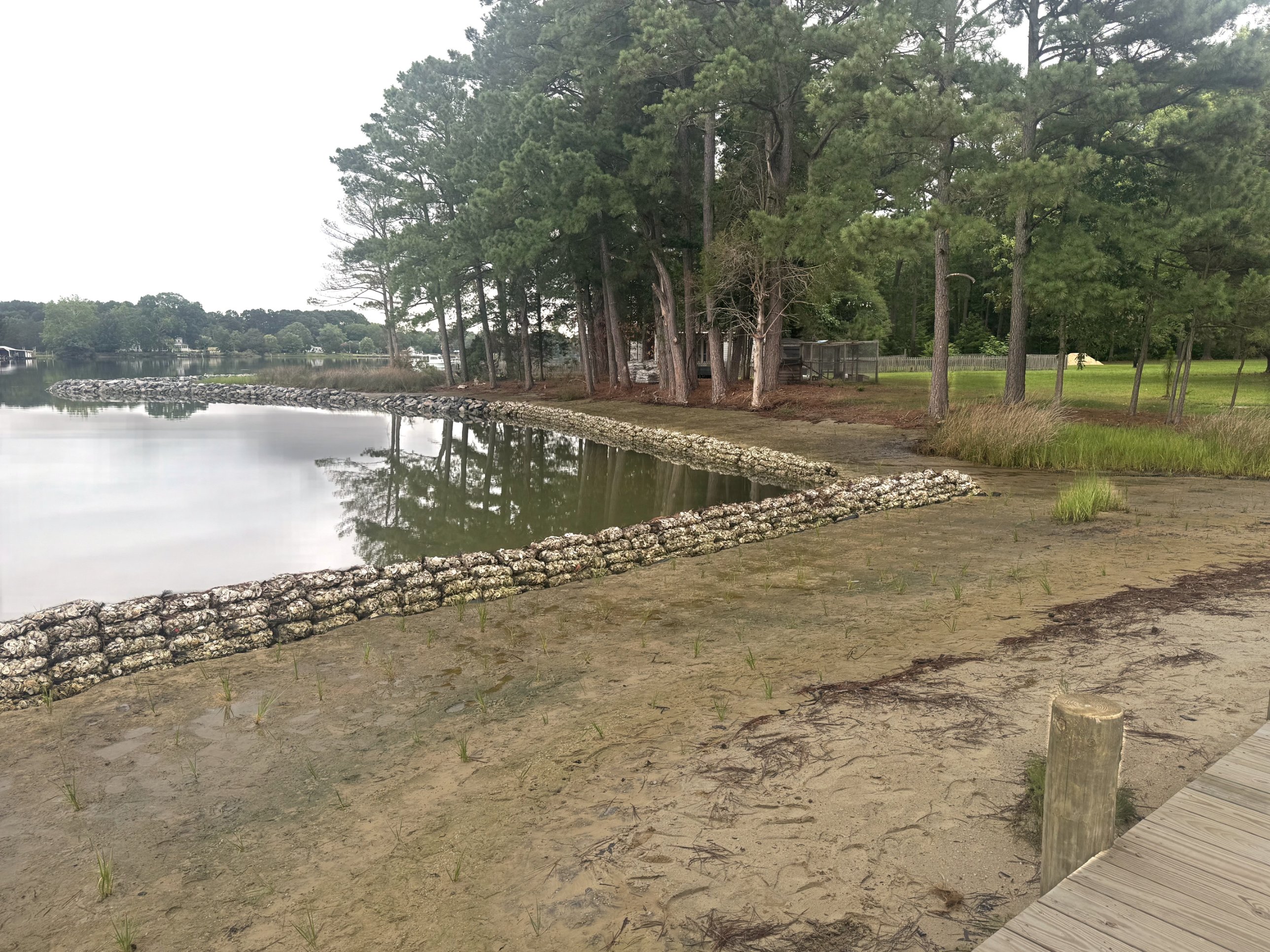 Living shoreline with an oyster shell bag sill and new marsh grass plantings, built by Early Marine Construction