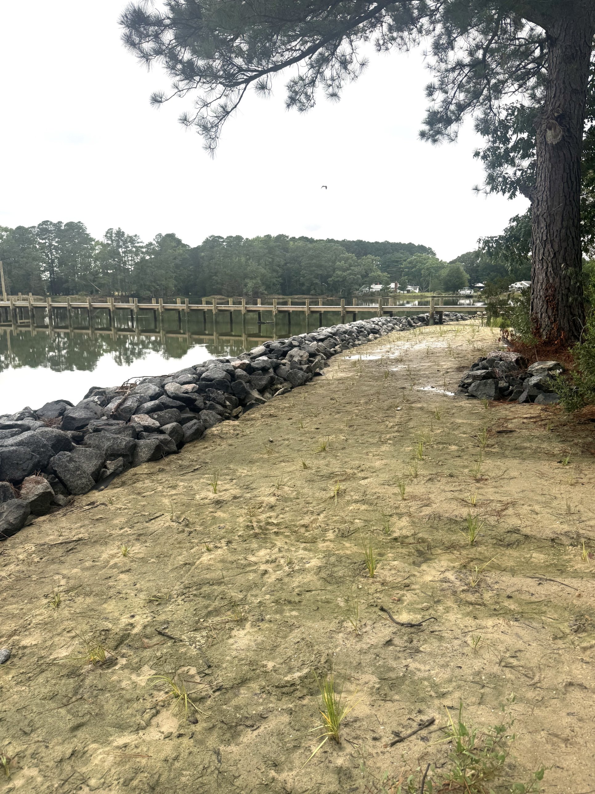 Stone sill with sand fill and new marsh grass behind it, a living shoreline built by Early Marine Construction