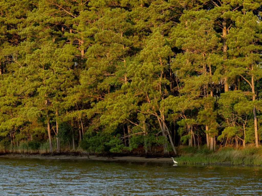 Tidal marsh with pine trees along the shoreline and an egret wading in shallow water